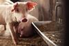 A piglet beside a feeding trough