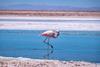 An image showing a single flamingo walking through one of the shallow lagoons in the Atacama desert
