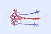 An image showing an identical red and a blue structure locked together. Each part consists of a U bend with a long bar sitting perpendicular at each end of the U. The perpendicular bars of each structure is sitting behind the ones of the other.