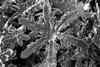 Nano-scale snowflake from gallium solvent