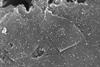 Microscope image