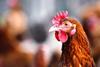Close up of a chicken outside