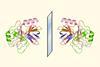 D-proteins